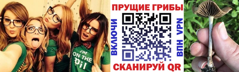 Галлюциногенные грибы мицелий  Гатчина 